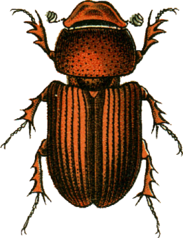 Aphodius sturmi