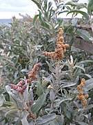 The male flower during anthesis.