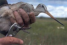 A marbled godwit being ringed for studies on bird migration Banding Marbled Godwit on Bowdoin NWR (12820314955).jpg