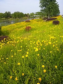 贡湖湾湿地公园中的野花
