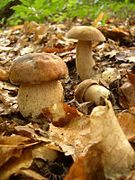 Boletus reticulatus