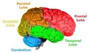 صورة مصغرة لـ مخطط الدماغ البشري