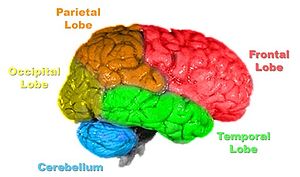 Lobes of the brain, color-coded.