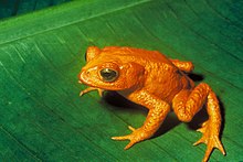 The golden toad was last seen on May 15, 1989. Decline in amphibian populations is ongoing worldwide. Bufo periglenes2.jpg