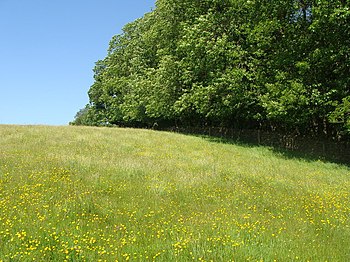 English: Buttercup meadow A wonderful Maytime ...