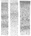 วาดในปี ค.ศ. 1899, มาจากหนังสือ "Comparative study of the sensory areas of the human cortex (การศึกษาเปรียบเทียบของเขตรับรู้ความรู้สึกในคอร์เทกซ์ของมนุษย์)"