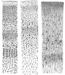 Three drawings of cortical lamination by Santiago Ramon y Cajal, each showing a vertical cross-section, with the surface of the cortex at the top. Left: Nissl-stained visual cortex of a human adult. Middle: Nissl-stained motor cortex of a human adult. Right: Golgi-stained cortex of a
.mw-parser-output .frac{white-space:nowrap}.mw-parser-output .frac .num,.mw-parser-output .frac .den{font-size:80%;line-height:0;vertical-align:super}.mw-parser-output .frac .den{vertical-align:sub}.mw-parser-output .sr-only{border:0;clip:rect(0,0,0,0);clip-path:polygon(0px 0px,0px 0px,0px 0px);height:1px;margin:-1px;overflow:hidden;padding:0;position:absolute;width:1px}
1+1/2 month-old infant. The Nissl stain shows the cell bodies of neurons; the Golgi stain shows the dendrites and axons of a random subset of neurons. Cajal cortex drawings.png