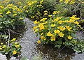 Tuer med blomstrende bekkeblom i myrlendt beitemark og bekkefar sør på øya Hvasser ytterst i Oslofjorden. Foto: 13. mai 2021