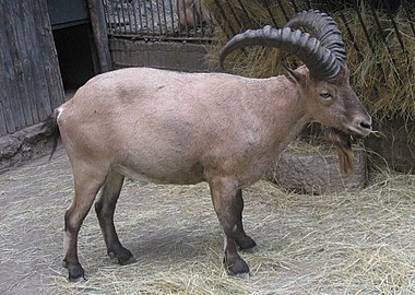 Chèvre du Caucase (C. caucasica)