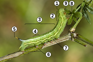 Caterpillar morphology.svg