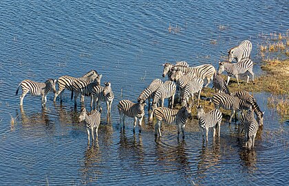 Vista aérea de um grupo de zebras-de-burchell (Equus quagga burchellii), delta do Cubango, Botsuana. A zebra-de-burchell é uma subespécie do sul da zebra-da-planície. Seu nome é uma homenagem ao explorador e naturalista britânico William John Burchell. A zebra-de-burchell é a única subespécie de zebra que pode ser legalmente criada para consumo humano. Ela tem a maior migração entre todos os animais terrestres da África, fazendo uma viagem de ida e volta de 500 quilômetros, do rio Cuando, na Namíbia, até o Parque Nacional Nxai Pan, em Botsuana. (definição 5 067 × 3 274)