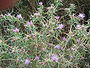 Kalketrip (Centaurea calcitrapa)