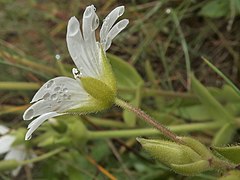 花柄と萼片の外側に腺毛が密生する。