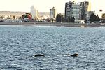 View of Puerto Madryn from the bay with a southern right whale.