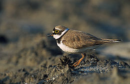 Upinis kirlikas (Charadrius dubius)