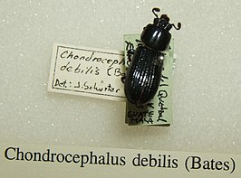 Chondrocephalus debilis