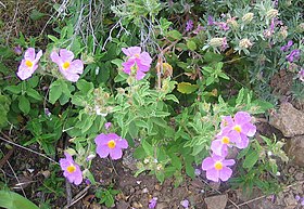 Cistus incanus