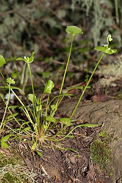 Kuvassa alalaji perfoliata