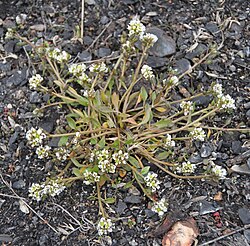 Grönlanninkuirimo (Cochlearia groenlandica)