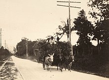 Black and white photo of a black man on a hay cart pulled by two donkeys and a horse