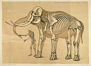 Comparative view of the human and elephant frames, c1860.