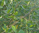 A green snake intertwined with a brown tree branch from bottom left to top right and surrounded by green leaves and other brown branches.