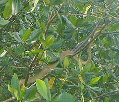 Description de l'image Cooks Tree Boa, Caroni Swamp Trinidad.jpg.