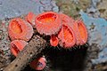 Cup Fungi (Cookeina tricholoma) (6766654481).jpg