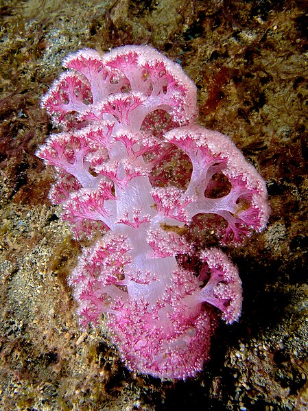 File:Dendronephthya sp. (pink soft coral).jpg