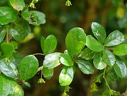 Ehretia acuminata