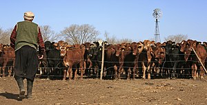 Farmer in green sweater walking towards paddock filled with cattle