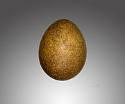 海东青的蛋