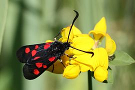 Klee-Widderchen (Zygaena trifolii) auf Sumpf-Hornklee