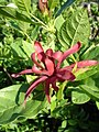 Illatos fűszercserje (Calycanthus floridus) virága