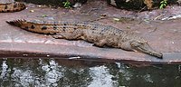 Crocodylus johnsoni için küçük resim