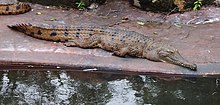 Пресноводный крокодил.jpg