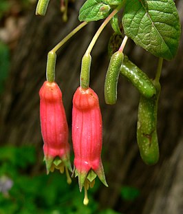 Fuchsia splendens