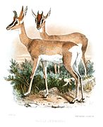Gazella soemmerringii