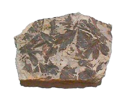 Ginkgo-faj fossszíliája a Jura korból