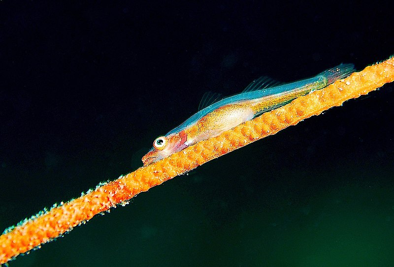goby on gorgonian