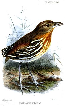 Oransjebrystmaurpitta, Grallaria dignissima