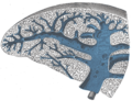 Transverse section of the spleen, showing the trabecular tissue and the splenic vein and its tributaries.