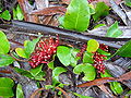 Miniatura para Grevillea laurifolia