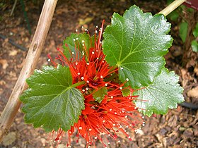 Folhas e flores de Greyia sutherlandii