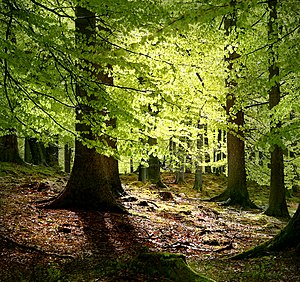 New beech leaves, Grib Forest in the northern ...