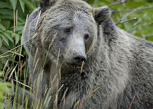 Female grizzly bear in Yellowstone National Pa...