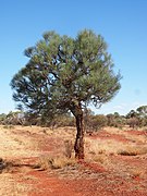 Habitat natural de H. lorea