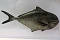 Aranyosfejű hal (Brama brama)