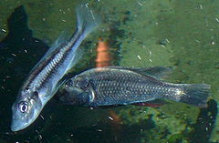 Haplochromis thereuterion