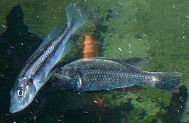 Haplochromis thereuterion